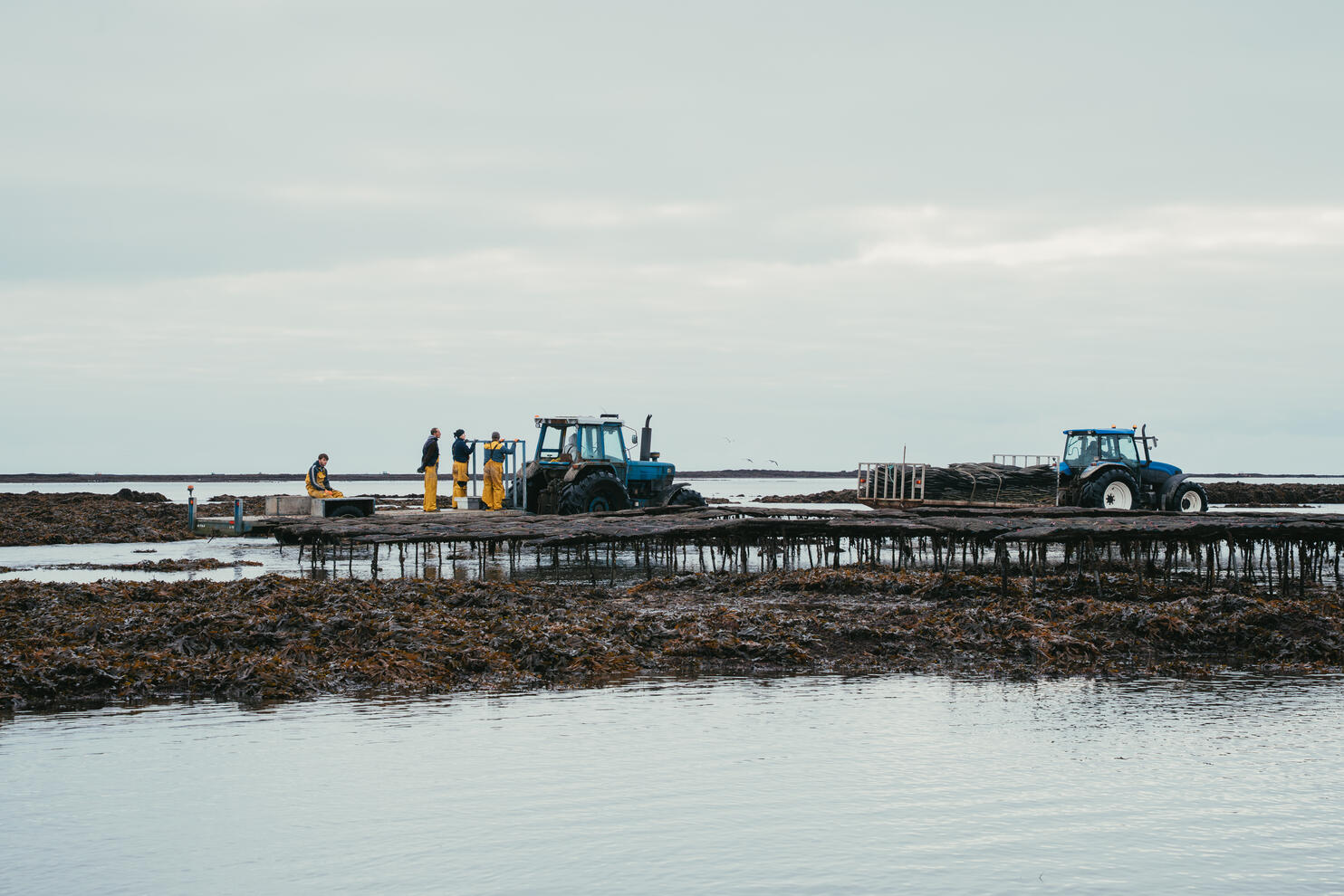 Viverra orci dapibus